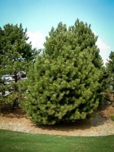 Сосна Чёрная (Pinus Nigra) купить по цене от 270.00р. в интернет-магазине «Посадика» с доставкой почтой в в Павловое и по всей России – [изображение №1].