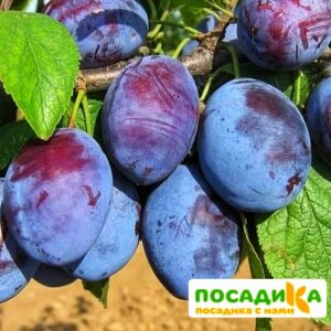 Слива Чачакская ранняя купить по цене от 229.00р. в интернет-магазине «Посадика» с доставкой почтой в в Павловое и по всей России – [изображение №1].