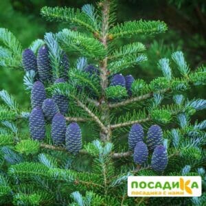 Пихта корейская (Abies koreana) купить по цене от 450.00р. в интернет-магазине «Посадика» с доставкой почтой в в Павловое и по всей России – [изображение №1].