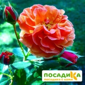 Роза Арабия купить по цене от 350.00р. в интернет-магазине «Посадика» с доставкой почтой в в Павловое и по всей России – [изображение №1].