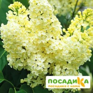 Сирень Примроуз (Primrose) купить по цене от 529.00р. в интернет-магазине «Посадика» с доставкой почтой в в Павловое и по всей России – [изображение №1].