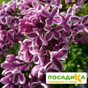 Сирень Сенсация купить по цене от 529.00р. в интернет-магазине «Посадика» с доставкой почтой в в Павловое и по всей России – [изображение №1].