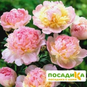 Пион Распберри Сандей (Paeonia Raspberry Sundae) купить по цене от 959р. в интернет-магазине «Посадика» с доставкой почтой в в Павловое и по всей России – [изображение №1].