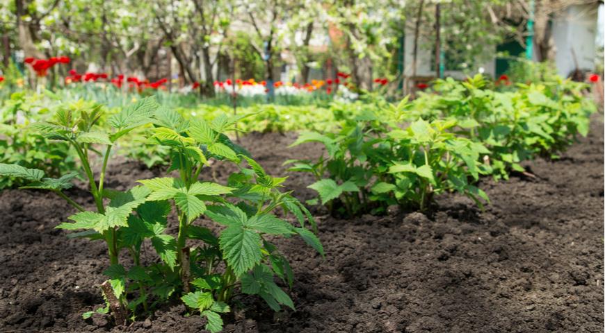 Особенности посадки, выращивания и ухода за малиной Утренняя роса