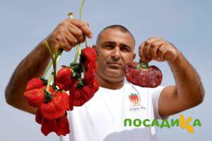 Клубника Гигант Джорнея купить по цене от 266р. в интернет-магазине «Посадика» с доставкой почтой в в Павловое и по всей России – [изображение №1].