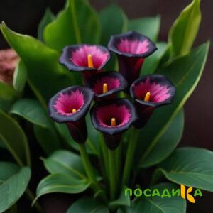 Калла Аура Лейс купить по цене от 400р. в интернет-магазине «Посадика» с доставкой почтой в в Павловое и по всей России – [изображение №1].