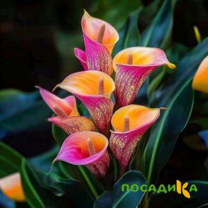 Калла Оникс купить по цене от 450р. в интернет-магазине «Посадика» с доставкой почтой в в Павловое и по всей России – [изображение №1].