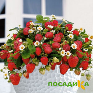 Клубника Рубиновый Шепот (горшечная) купить по цене от 240р. в интернет-магазине «Посадика» с доставкой почтой в в Павловое и по всей России – [изображение №1].