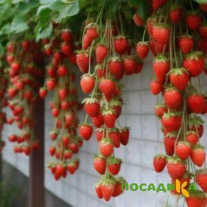 Клубника вьющаяся Комплимент купить по цене от 470р. в интернет-магазине «Посадика» с доставкой почтой в в Павловое и по всей России – [изображение №1].
