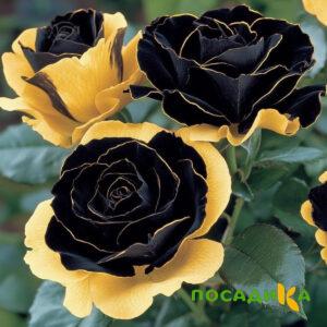 Роза Ханни Сикл купить по цене от 700р. в интернет-магазине «Посадика» с доставкой почтой в в Павловое и по всей России – [изображение №1].