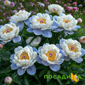 Пион акварельный Этюд купить по цене от 806р. в интернет-магазине «Посадика» с доставкой почтой в в Павловое и по всей России – [изображение №1].