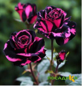 Роза Багровый Шепот купить по цене от 366р. в интернет-магазине «Посадика» с доставкой почтой в в Павловое и по всей России – [изображение №1].