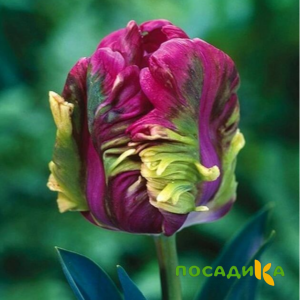 Тюльпан Экзотик Хэвен купить по цене от 186р. в интернет-магазине «Посадика» с доставкой почтой в в Павловое и по всей России – [изображение №1].