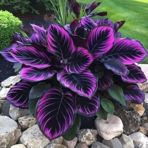 Хоста Люминоза купить по цене от 450р. в интернет-магазине «Посадика» с доставкой почтой в в Павловое и по всей России – [изображение №1].