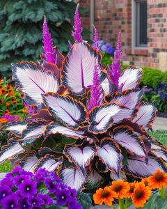 Хоста Кримэн Дрим купить по цене от 549р. в интернет-магазине «Посадика» с доставкой почтой в в Павловое и по всей России – [изображение №1].