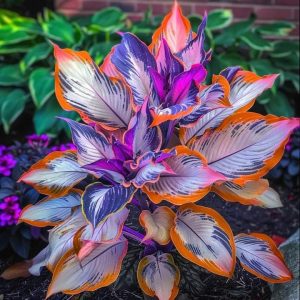 Хоста Эмеральд Тиара купить по цене от 602р. в интернет-магазине «Посадика» с доставкой почтой в в Павловое и по всей России – [изображение №1].