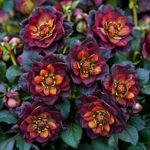 Морозник Сноу Дроп купить по цене от 348р. в интернет-магазине «Посадика» с доставкой почтой в в Павловое и по всей России – [изображение №1].