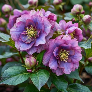 Морозник Айс Принцесс Чарм купить по цене от 650р. в интернет-магазине «Посадика» с доставкой почтой в в Павловое и по всей России – [изображение №1].