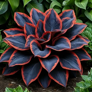 Хоста Солнечный Агат купить по цене от 440р. в интернет-магазине «Посадика» с доставкой почтой в в Павловое и по всей России – [изображение №1].