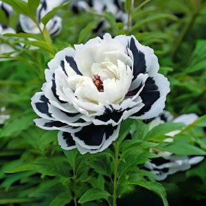 Пион Монохромный Шик купить по цене от 429р. в интернет-магазине «Посадика» с доставкой почтой в в Павловое и по всей России – [изображение №1].