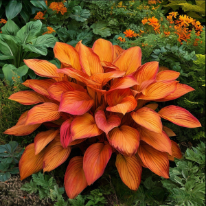 Хоста Солнечный Нектар купить по цене от 605р. в интернет-магазине «Посадика» с доставкой почтой в в Павловое и по всей России – [изображение №1].