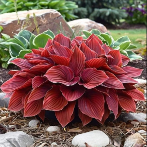 Хоста Рэд Эйнджл купить по цене от 549р. в интернет-магазине «Посадика» с доставкой почтой в в Павловое и по всей России – [изображение №1].