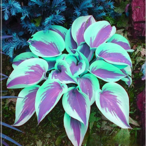 Хоста Висперин Бьюти купить по цене от 379р. в интернет-магазине «Посадика» с доставкой почтой в в Павловое и по всей России – [изображение №1].