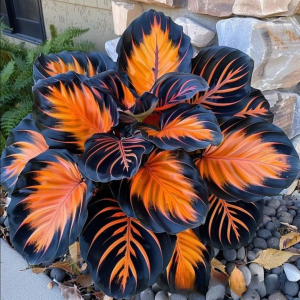 Хоста Сикрет Форест купить по цене от 601р. в интернет-магазине «Посадика» с доставкой почтой в в Павловое и по всей России – [изображение №1].