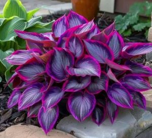 Хоста Сикрет Гарденс купить по цене от 549р. в интернет-магазине «Посадика» с доставкой почтой в в Павловое и по всей России – [изображение №1].