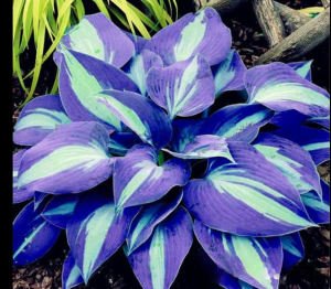 Хоста Аурелия купить по цене от 450р. в интернет-магазине «Посадика» с доставкой почтой в в Павловое и по всей России – [изображение №1].